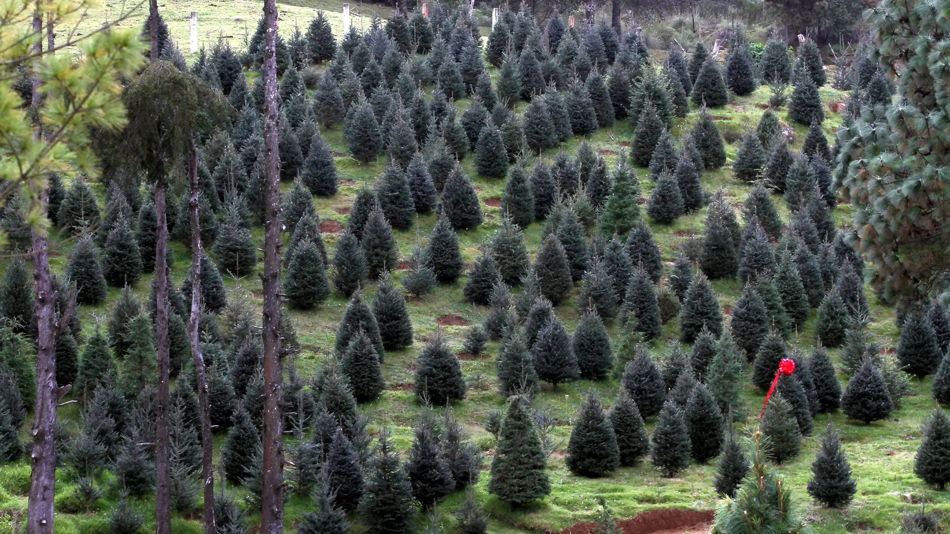 JE071120224030Pinos de Navidad